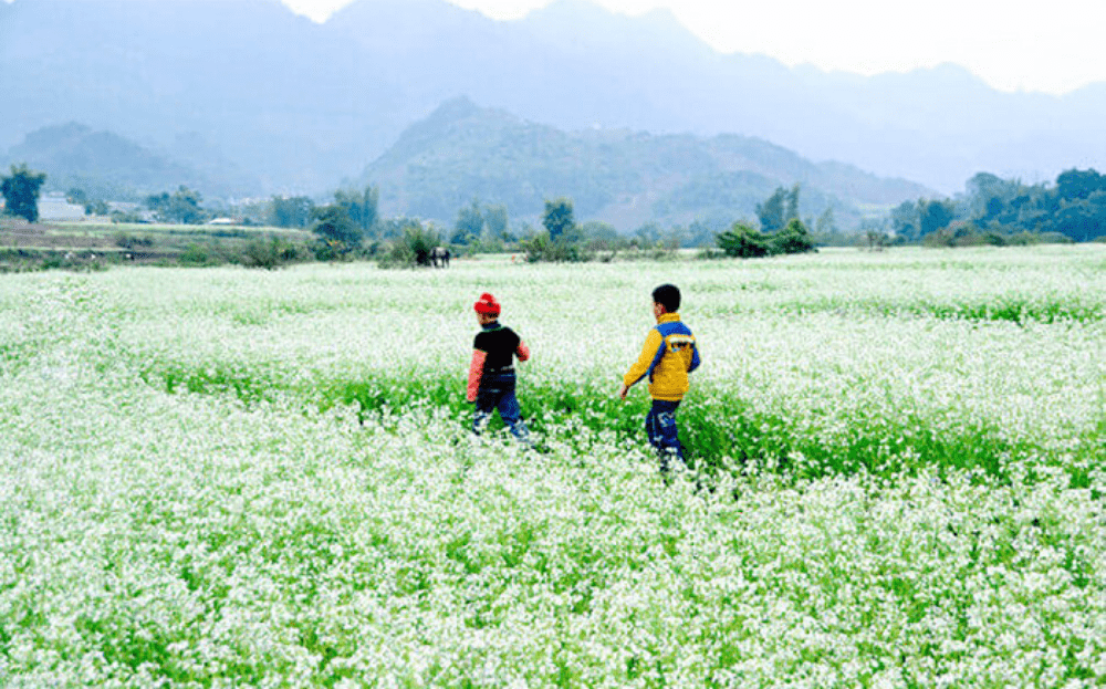 Trẻ em người H'Mông nô đùa tại vườn hoa cải trắng bản Thung Cuông
