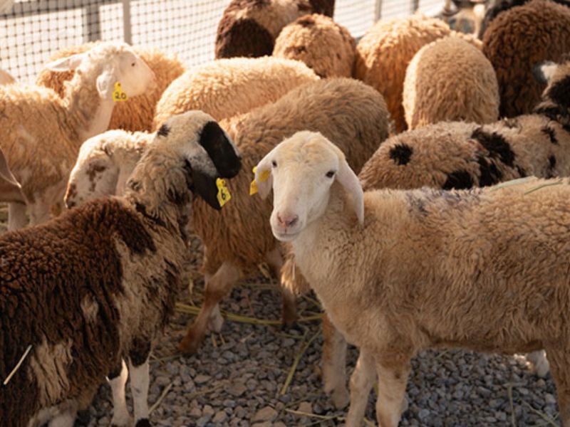 Cách di chuyển tới Tuần Châu Farm